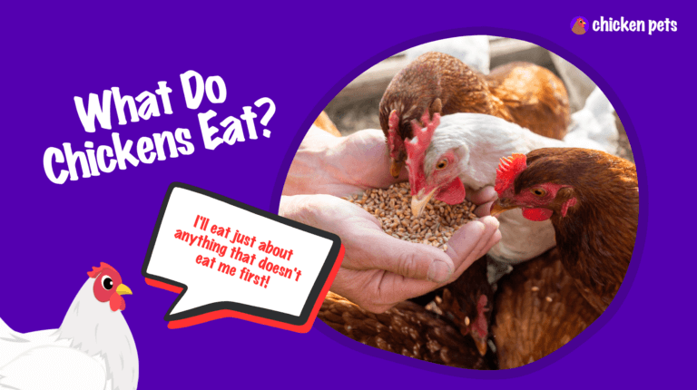 What Do Chickens Eat? A Feeding Guide - Chicken Pets