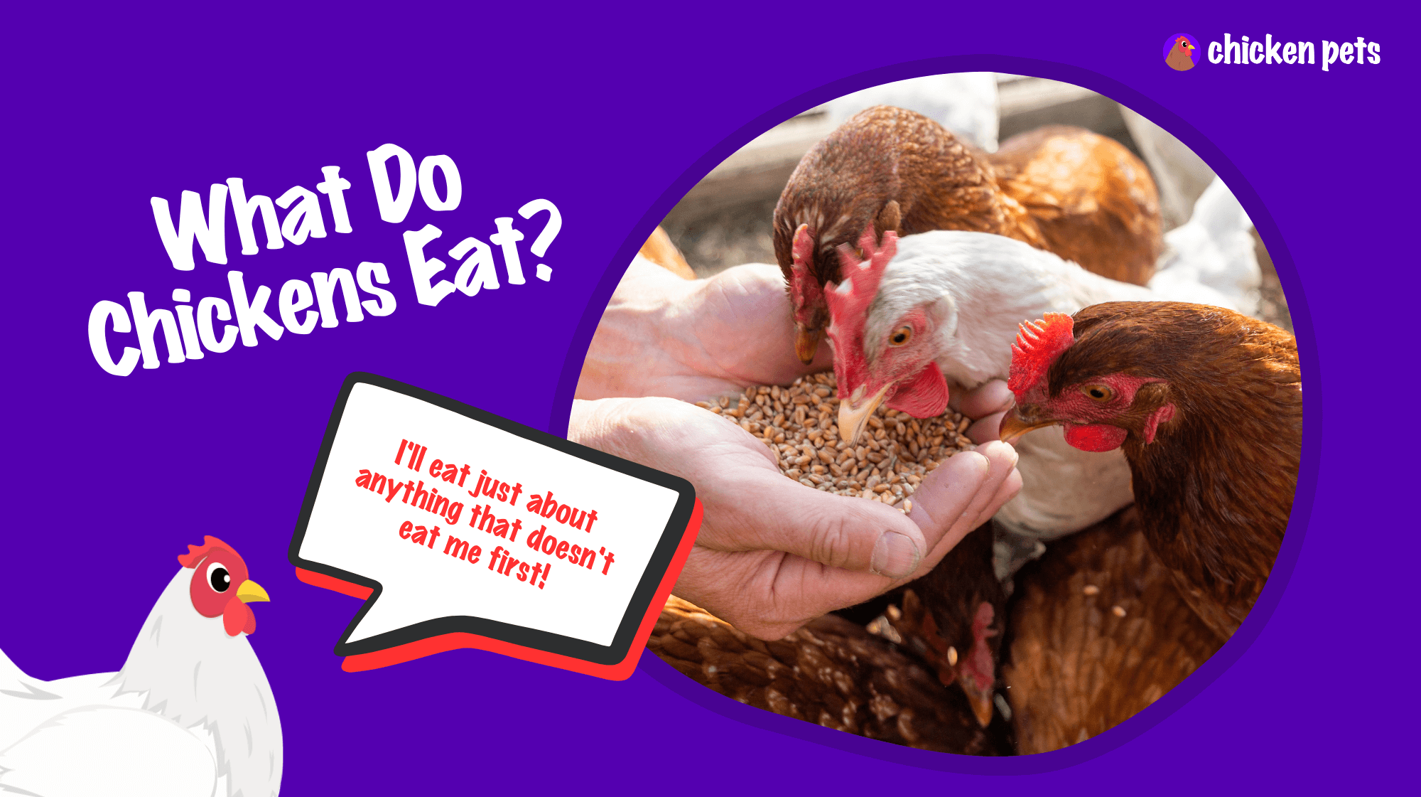 what do chickens eat