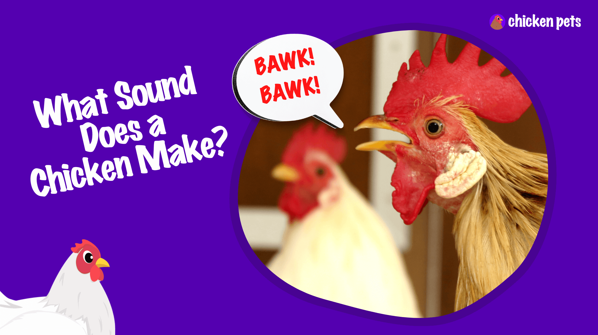 what sound does a chicken make