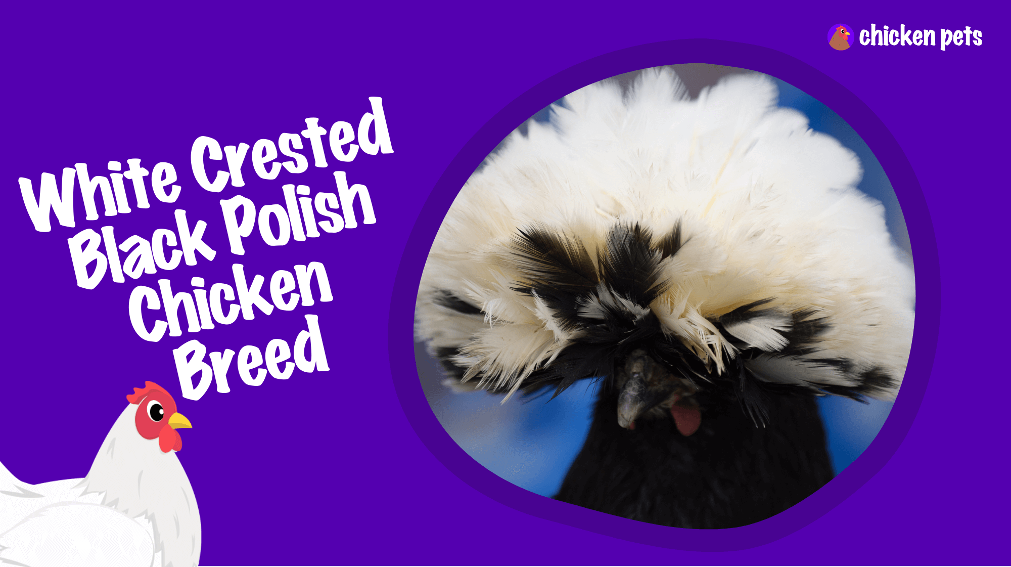 white crested black-polish chicken breed