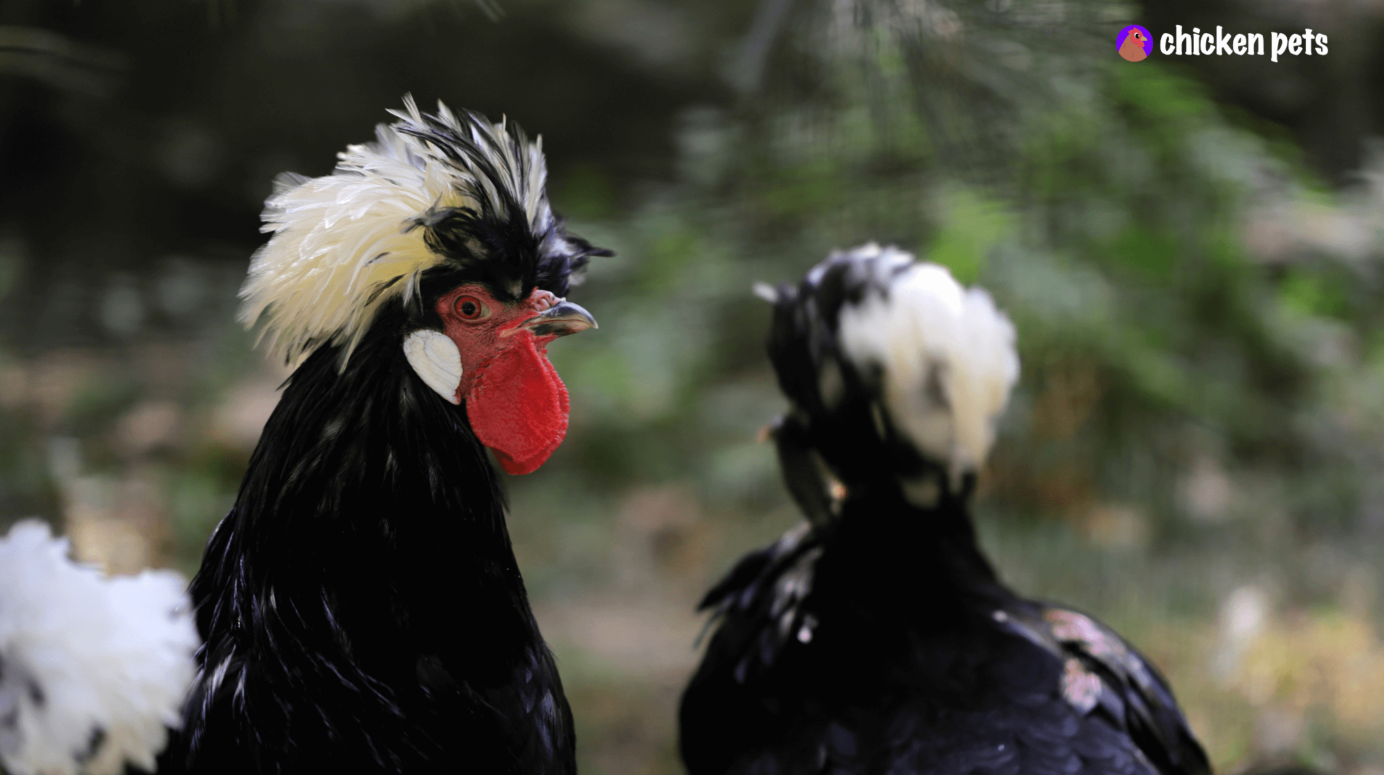 white crested black polish chicken