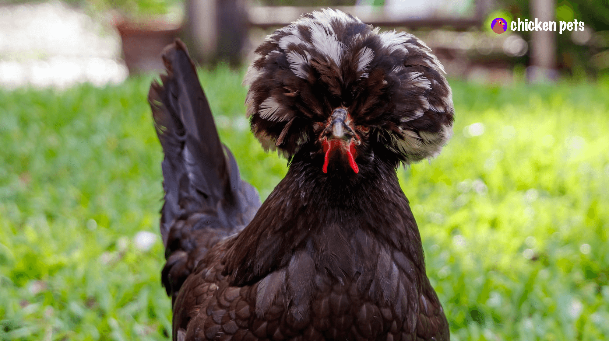 white crested black polish hen