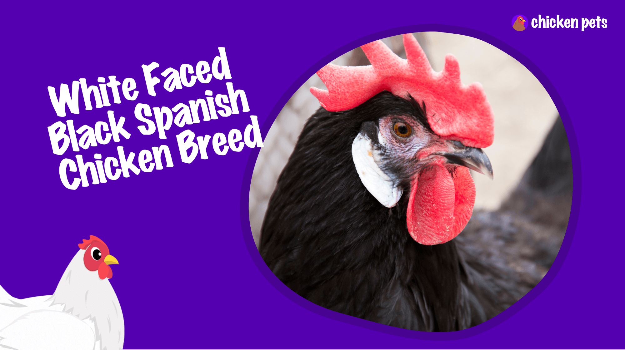 white faced black spanish chicken breed