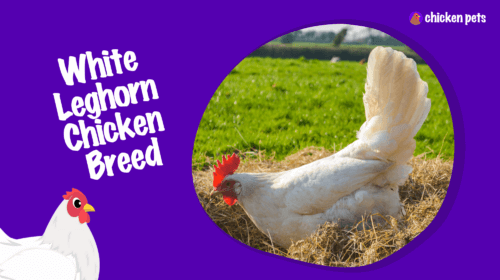 White Leghorn Chicken Breed. What is it?