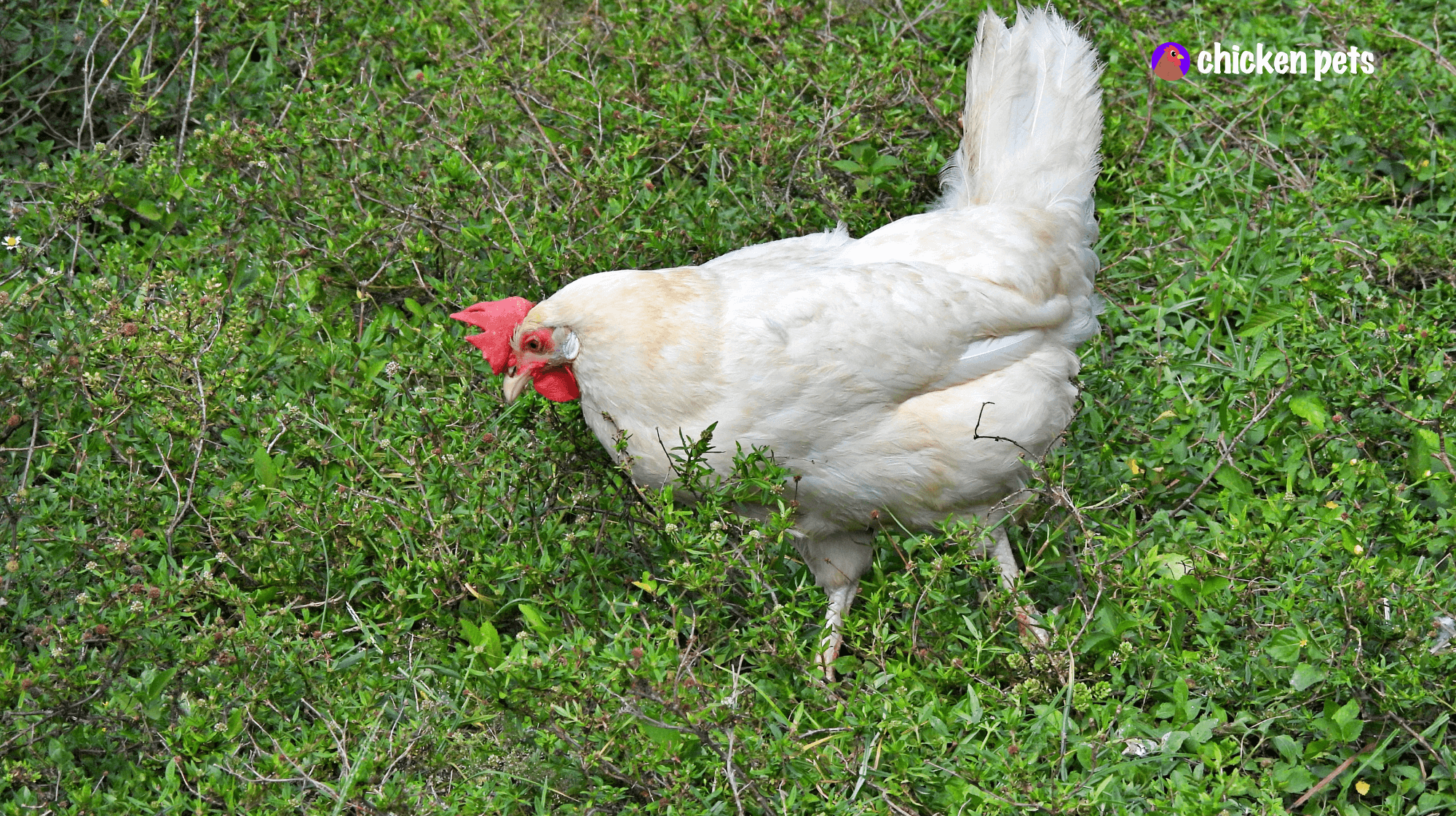 white leghorn chicken grass